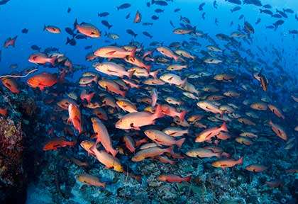 Croisière plongée à Palau