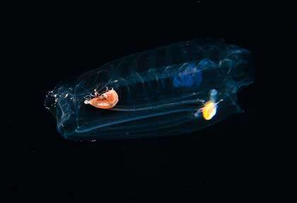 Plongée Blackwater à Hawaii avec Greg Lecoeur