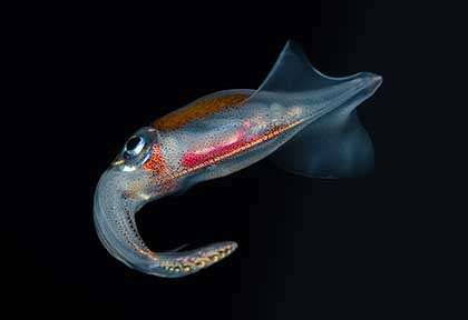 Plongée Bonefire à Hawaii avec Greg Lecoeur