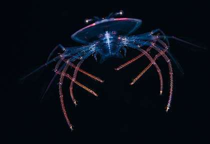 Plongée blackwater avec Greg Lecoeur