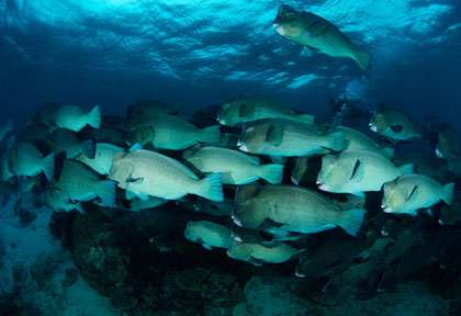 Banc de perroquets à bosse à Sipadan