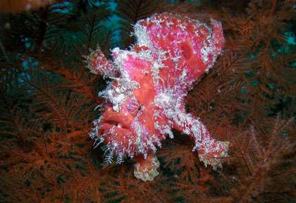 Poisson grenouille autour de Mabul et Kapalai