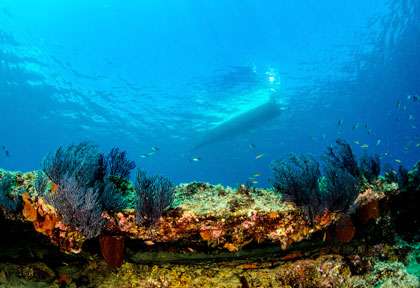 Voyage plongée à Cabo Pulmo