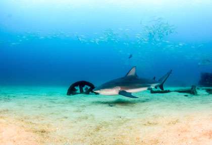 Plongée au Mexique à Cabo Pulmo