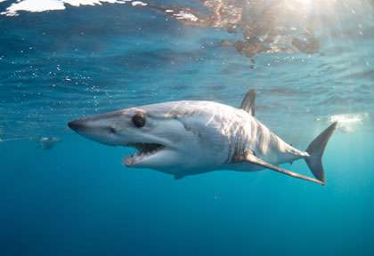 Requin Mako au Mexique