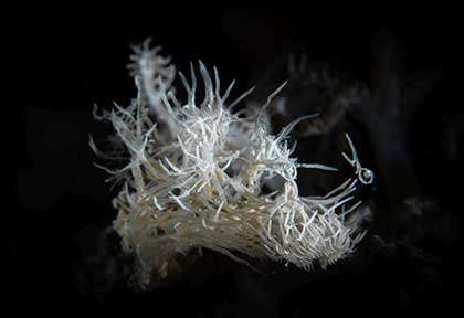 Nudibranche Melibe Colemani en plongée