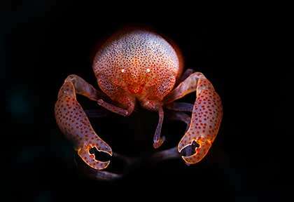 Voyage plongée à Romblon