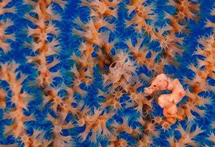 hippocampe-pygmée à Romblon