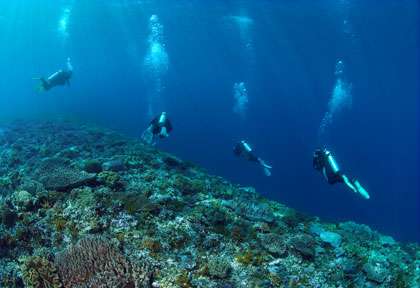Plongée dans les moluques