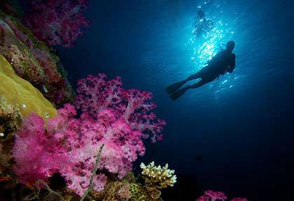 Croisière plongée Exclusive