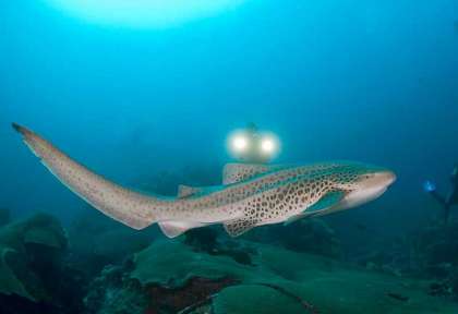 Plongée en Thailande