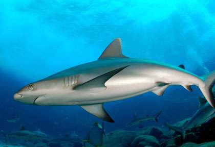 Requin Ile Maurice