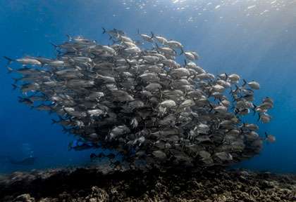 Banc de carangues à Tahiti