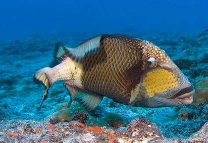 Baliste en plongée à Tahiti