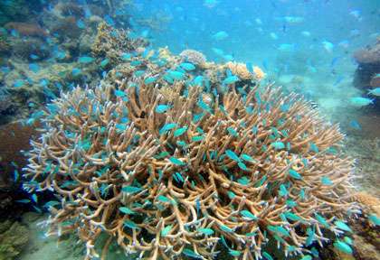 Plongée aux iles fidji