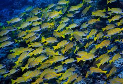 Bans de lutjans à Bali