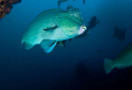 Plongée sur l’épave du Us Liberty à Tulamben