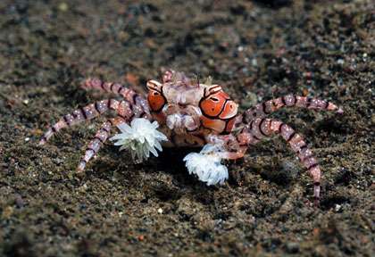 Plongée à Tulamben