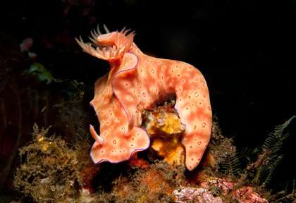 Nudibranche à Bali