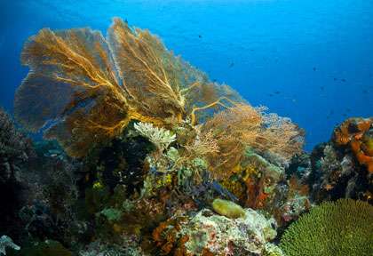 Plongée à Menjangan