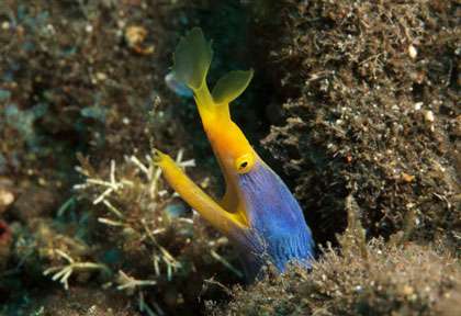 Plongée à Tulamben