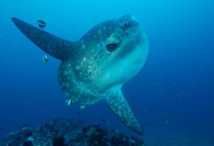 Mola Mola à Nusa Penida