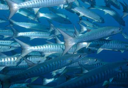 Les Barracudas de Maratua