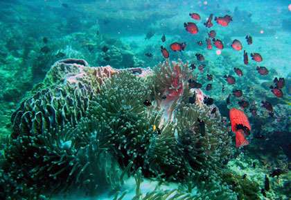 Plongée à Tadjoura