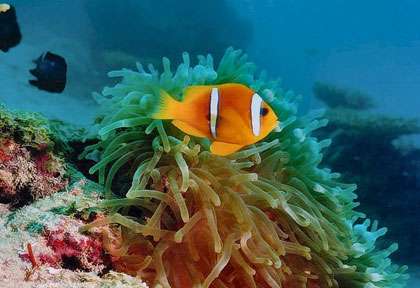 Plongée à Djibouti