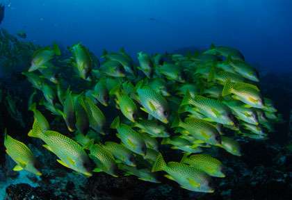 Plongée à Djibouti