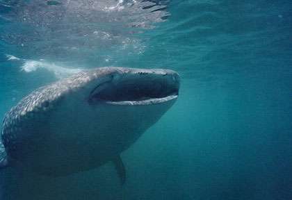 Requin baleine à Djibouti
