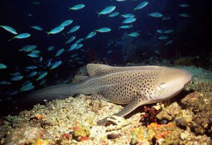 Requin léopard à Djibouti