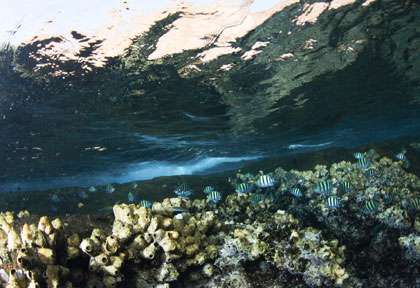 Plongée à Tadjourah