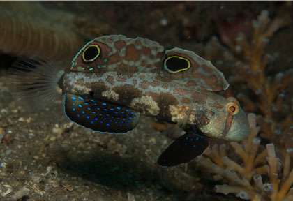 Gobbie en plongée aux Philippines