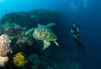 Voyage plongée à Apo Island