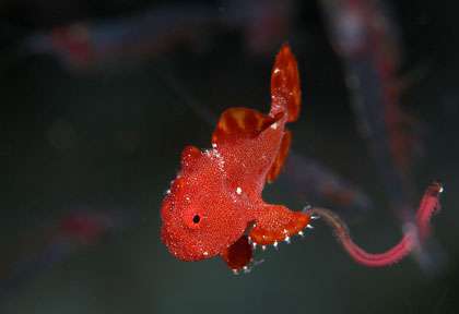 Plongée aux visayas