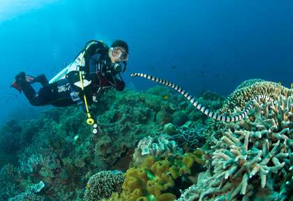 Voyage plongée à Negros