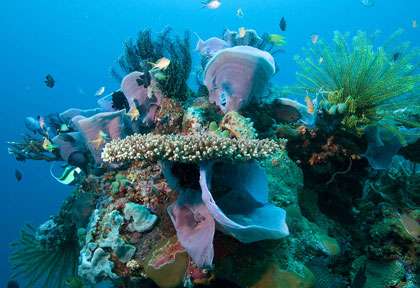 Voyage plongée à Negros