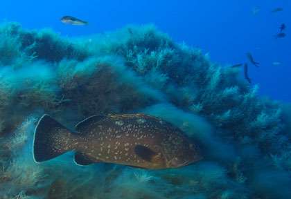 Voyage plongée à Ustica