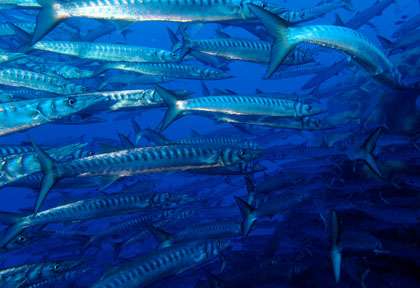 Barracudas à Ustica