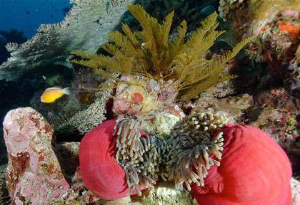 La plongée dans le lagon de Mayotte