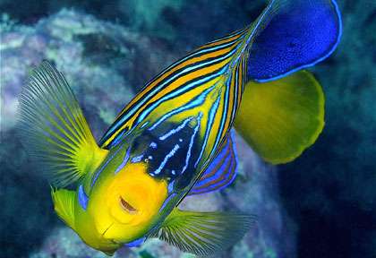 Faune sous-marine à Mayotte