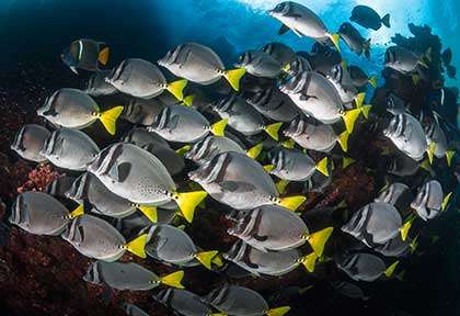 Croisière plongée aux Galapagos