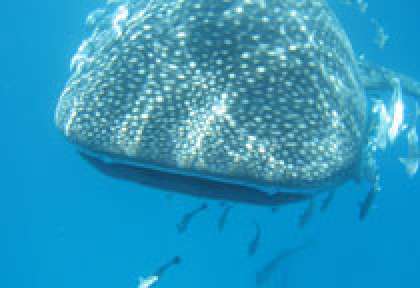 Requin baleine aux Seychelles