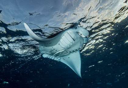 Raie Manta aux Comores