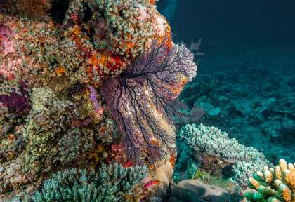 Plongée aux Comores