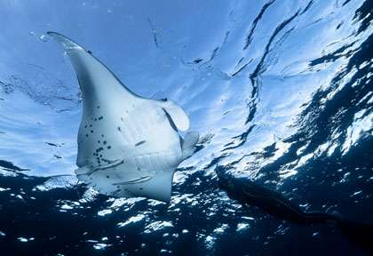 Raie Manta aux Comores