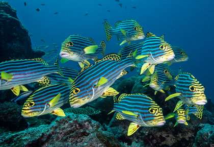 Plongée à Moheli aux Comores