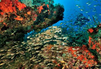 Plongée Mistio à Nosy Be