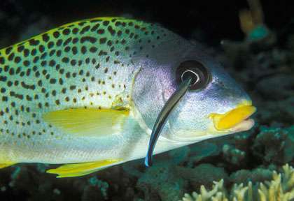 Voyage plongée à Nosy Be